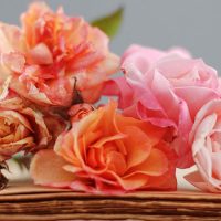 دانلود کتاب جامع سرکتاب